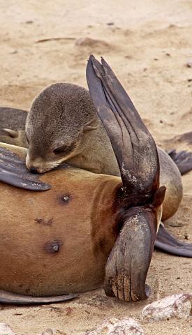 116 Cape Cross seal colony.JPG